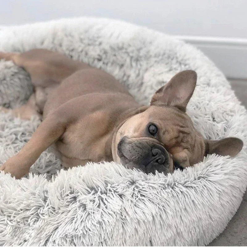 Dog or Cat Bed For Calm Pets